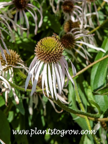 Hulla Dancer Coneflower (Echinacea pallida) 
Has thin pendulous petals.